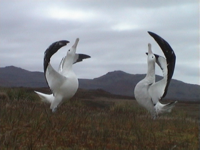 Marion Island ZS8M